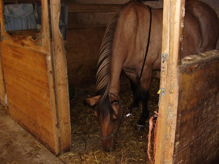 Anden særlig race Sensa billede 17