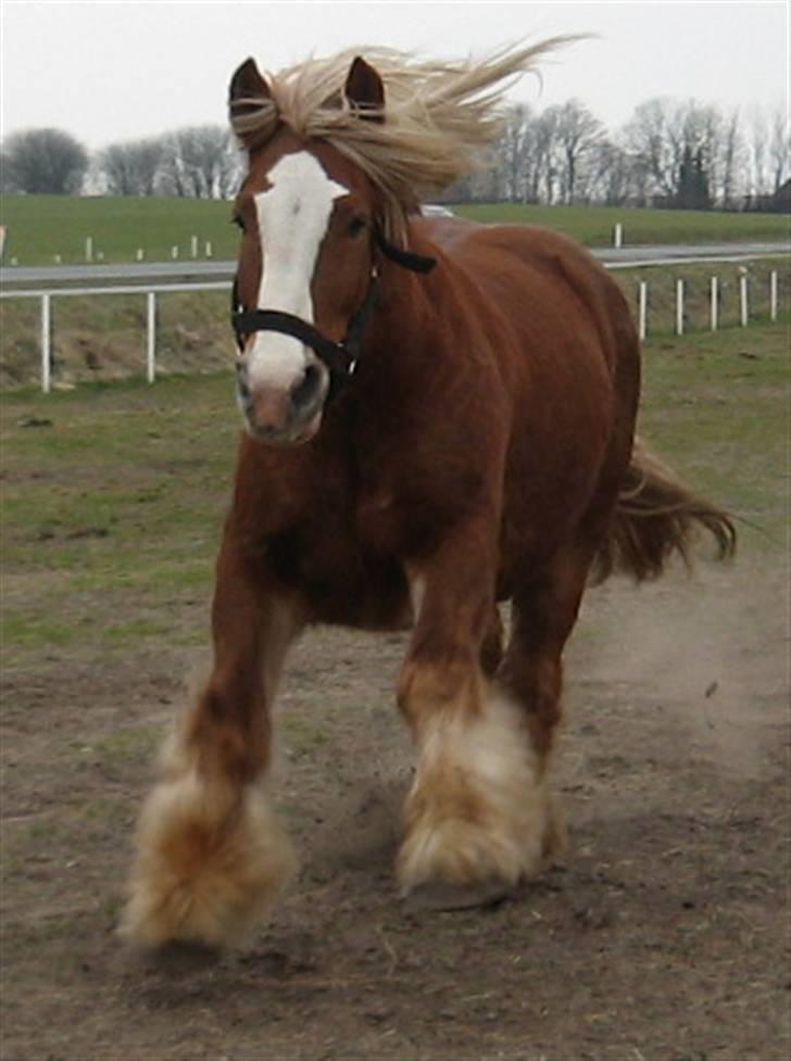 Jyde Lasse - weee se hvad jeg kan!!! billede 16