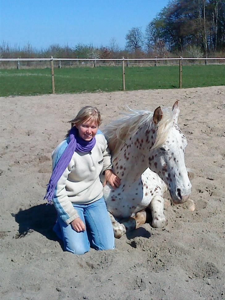 Knabstrupper Joachim - Tillid :o) billede 5