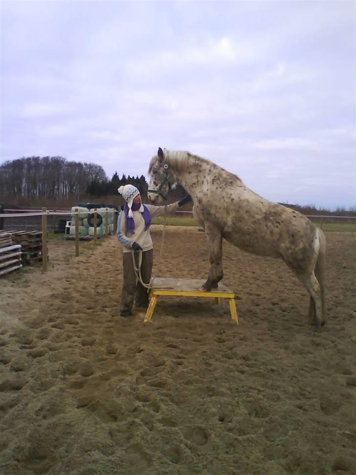 Knabstrupper Joachim - Vinterhygge... billede 6