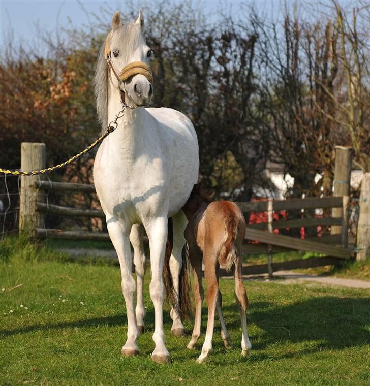 Tysk Sportspony Uriella "R.I.P" - foto: Jani Pedersen billede 4