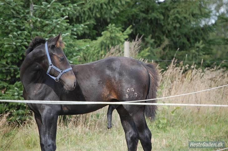 Oldenborg Højregaardens Zakochi billede 1