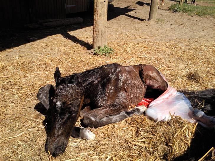 Oldenborg Højregaardens Zakochi - Nyfødt (: billede 2