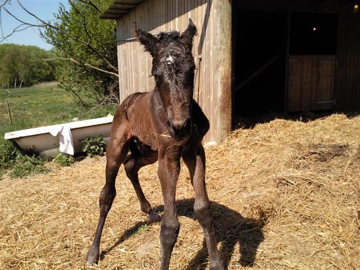 Oldenborg Højregaardens Zakochi billede 4