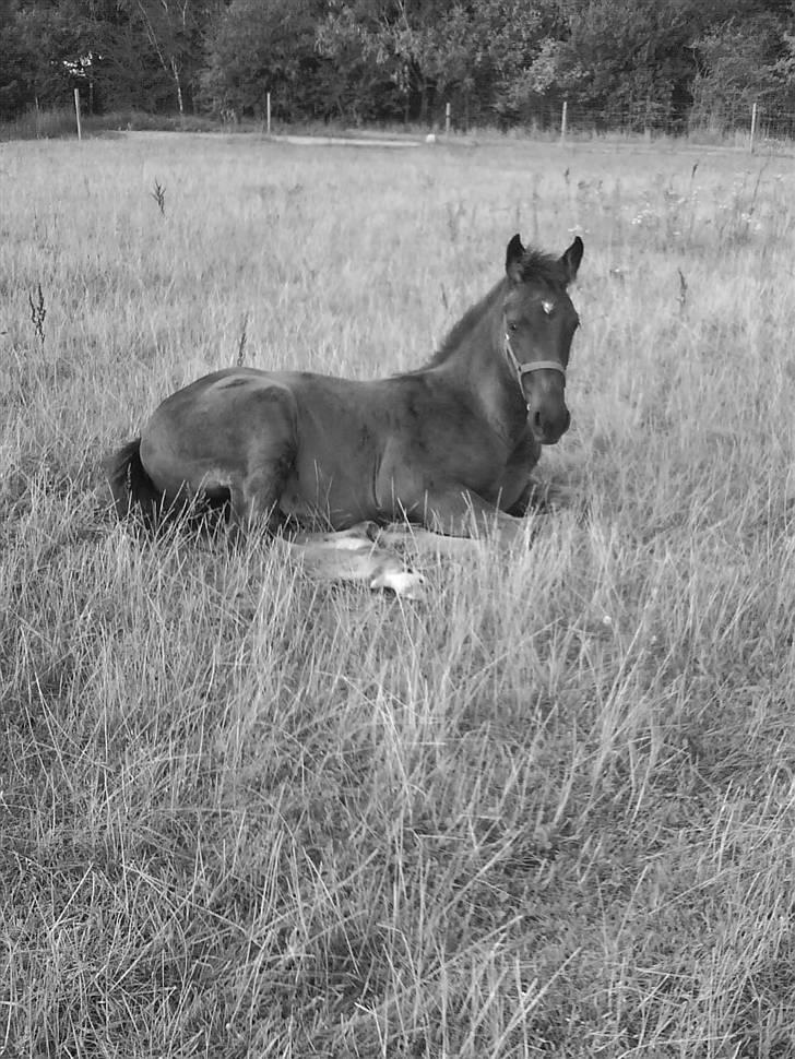 Oldenborg Højregaardens Zakochi billede 6