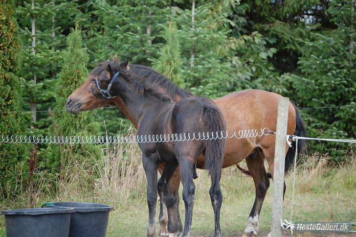 Oldenborg Højregaardens Zakochi billede 7