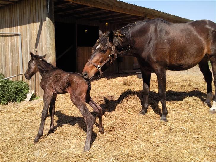 Oldenborg Højregaardens Zakochi billede 8