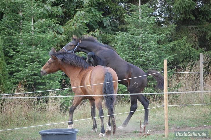 Oldenborg Højregaardens Zakochi billede 10