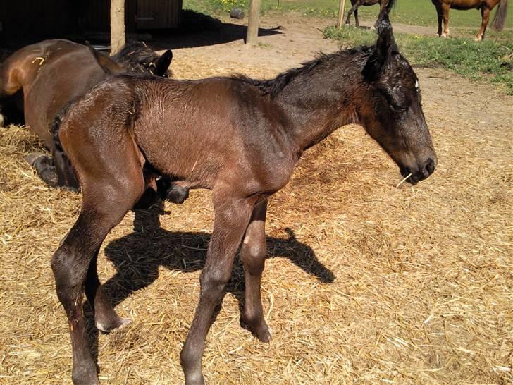 Oldenborg Højregaardens Zakochi billede 11