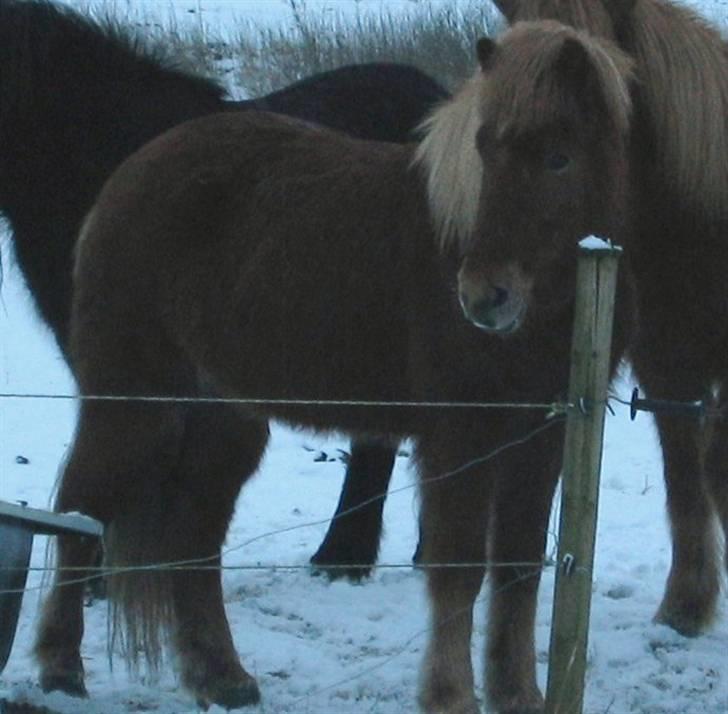 Islænder Askja fra Bomosen - Askja i sne billede 10