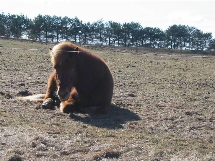 Islænder Askja fra Bomosen - Askja tager en lur :b  billede 11