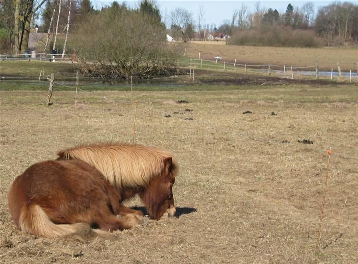 Islænder Askja fra Bomosen - ZzZzZ billede 12