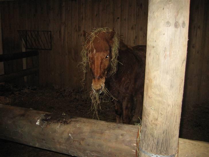 Islænder Askja fra Bomosen - Askja Spiser billede 13