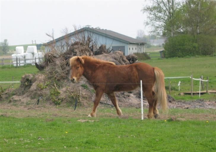 Islænder Askja fra Bomosen - Askja fik øje på den lille nye :b på den anden side af hegnet :) billede 14