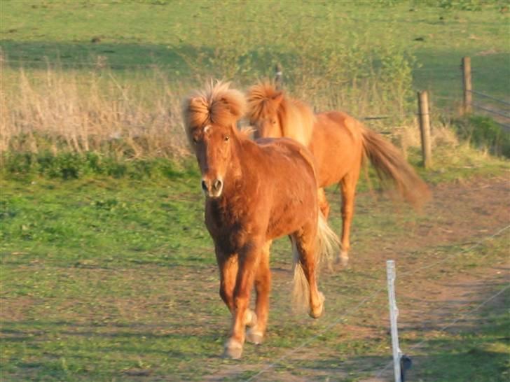 Islænder Askja fra Bomosen - Nu er der mad tøser !  billede 15
