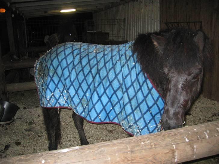 Islænder Dís fra Katulabo - efter en lang ride tur  billede 14