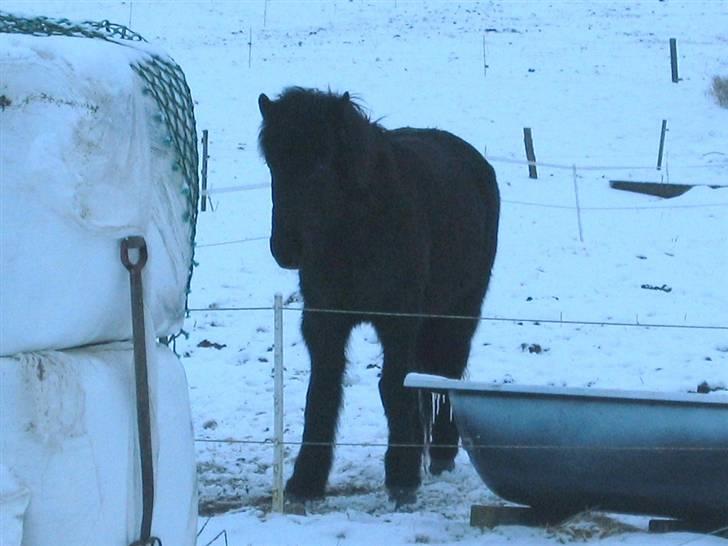 Islænder Dís fra Katulabo - Dís i sneen billede 15