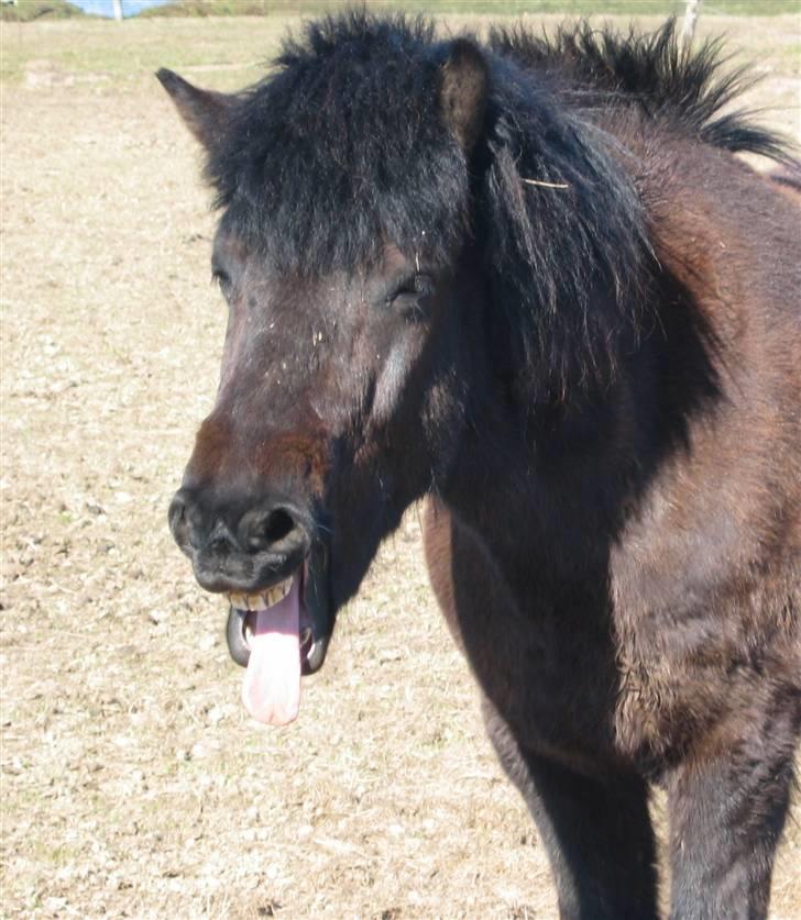 Islænder Dís fra Katulabo - Gaaab billede 16