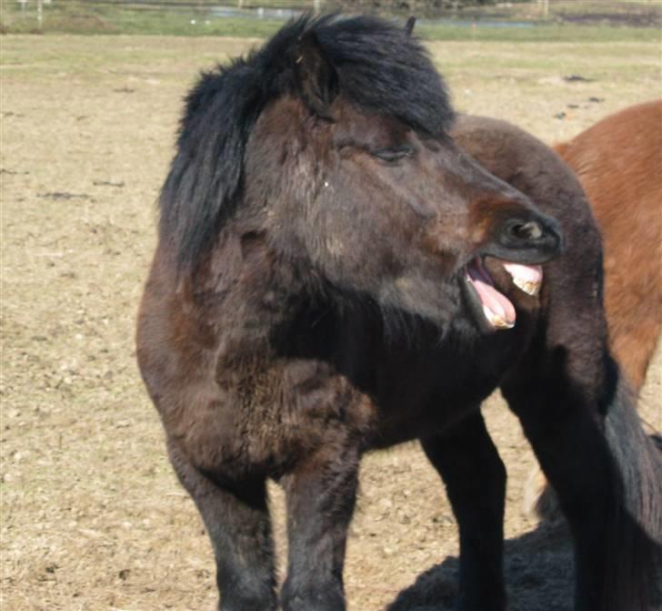 Islænder Dís fra Katulabo - og igen , . billede 17