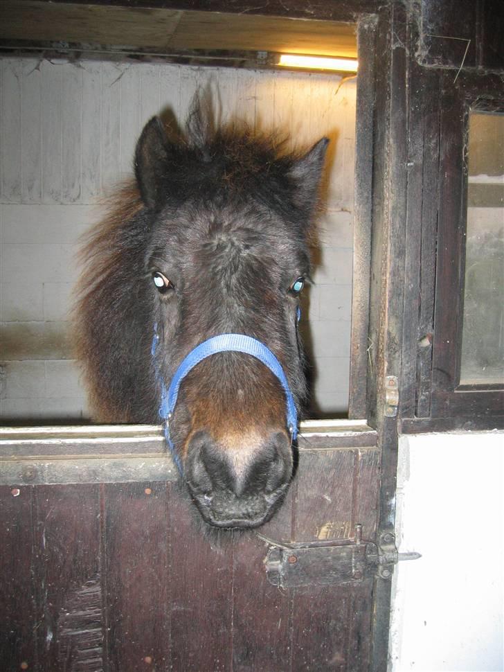 Islænder Tritla fra Lindebjerg billede 19