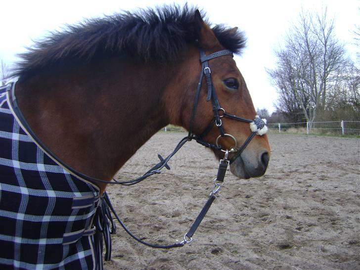 New Forest Bonnie  billede 14