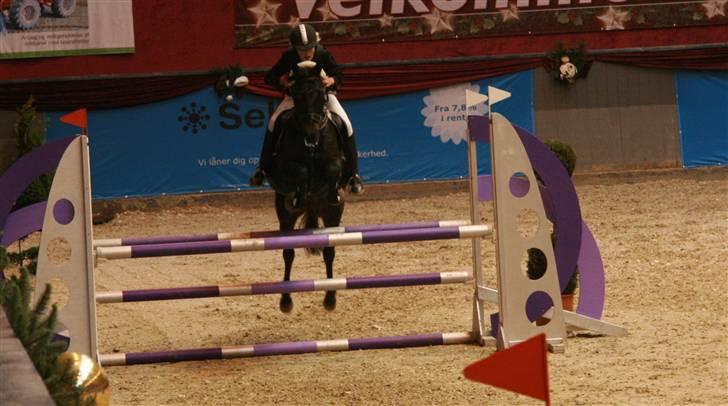 Tysk Sportspony Oleander  - Christmas show vilhelmsborg, LA 5 plads ud af næsten 50 d; billede 12