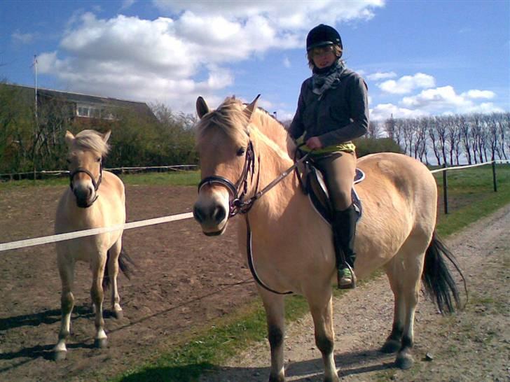 Fjordhest BastianLilleHøjgård SOLGT - Bastian og hans mor Josefine, til daglig kaldt bella billede 8