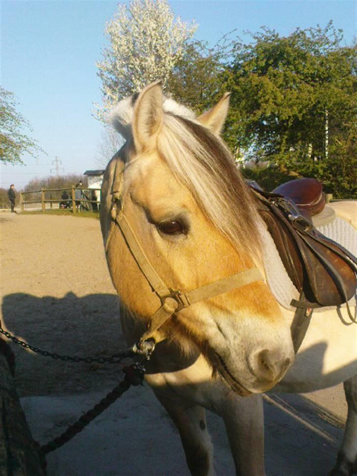 Fjordhest Bubber - Min dejlige Bubbi lige inden vi skulle ride. billede 1