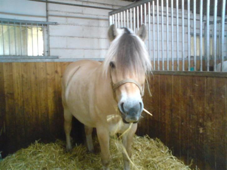 Fjordhest Bubber - Her står Bubber og gumler på lidt halm. billede 2