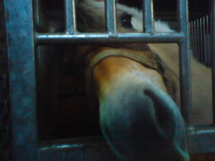 Fjordhest Bubber - Den nysgerrige pony. Hvor er han dejlig. billede 3