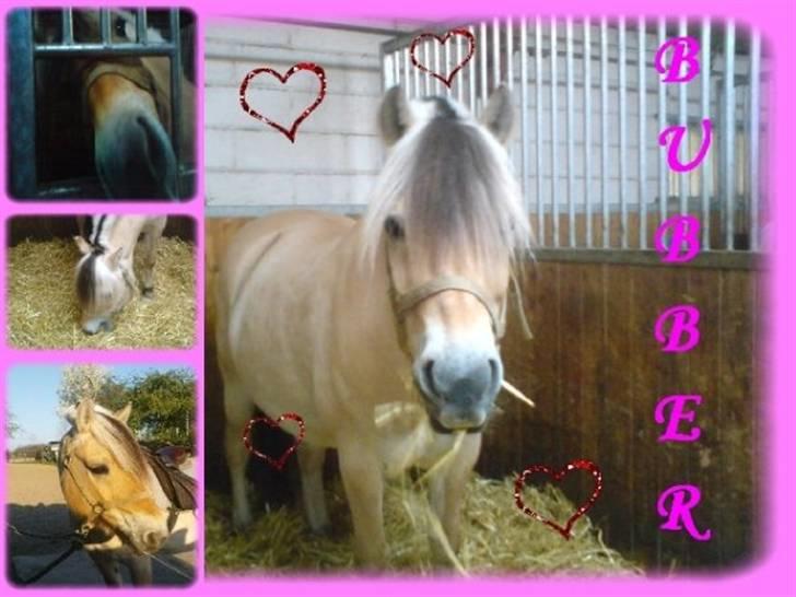 Fjordhest Bubber - Min Bubbi Bjørn billede 4