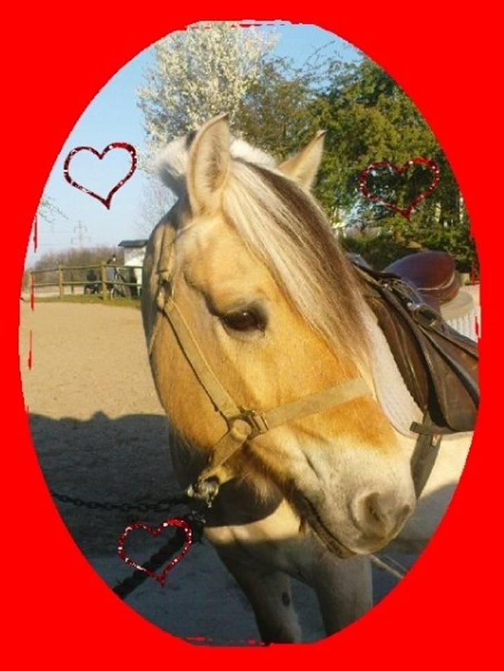 Fjordhest Bubber - Søde Bubber. billede 5