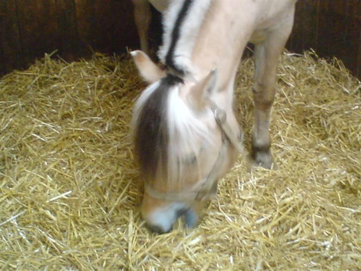 Fjordhest Bubber - Og han spiser stadig. billede 7