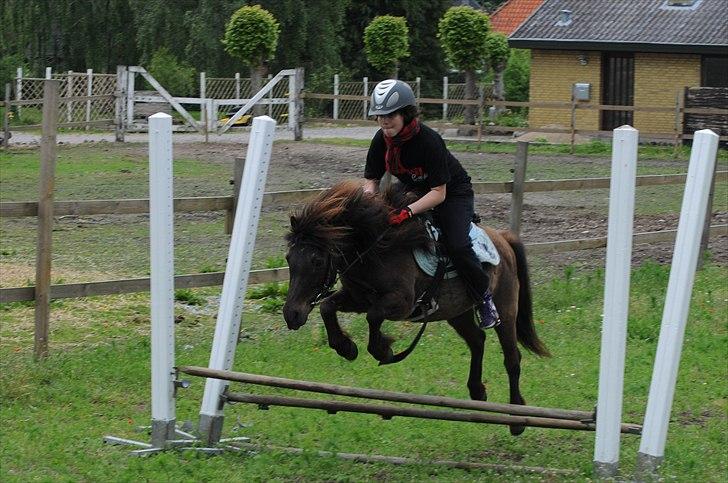 Anden særlig race Pondine - 18) billede 18