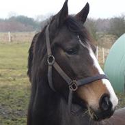 Dansk Varmblod Donna Fargo