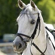 Anden særlig race Chanel No.5 *gammel part*