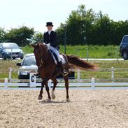 Dansk Varmblod Filur