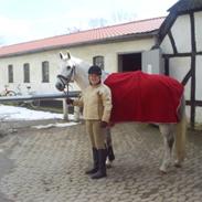 Anden særlig race Lucas (tidligere hest)