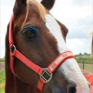 Pinto Tikana (SOLGT) :'(