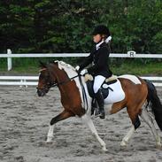 Pinto Spotty Cassiopeia B-pony