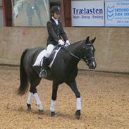 New Forest Lilholdts Primus