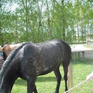 Welsh Cob (sec D) Misty (solgt)