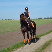 Tysk Varmblod Zulaima Firfod