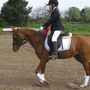 DSP Daisy<'3 |MIN ENGEL|