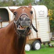 Arabisk fuldblod (OX) Ronja