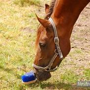 Arabisk fuldblod (OX) Ronja