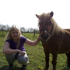 Shetlænder Lotte *Prinsessen* <3