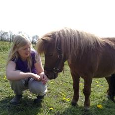 Shetlænder Lotte *Prinsessen* <3