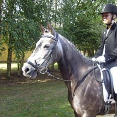 Welsh Cob (sec D) Misty (solgt)