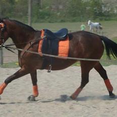 Traver Cindy vestermarken - himmelhest